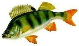 Рыбалка на окуня