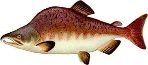 Рыбалка на горбушу