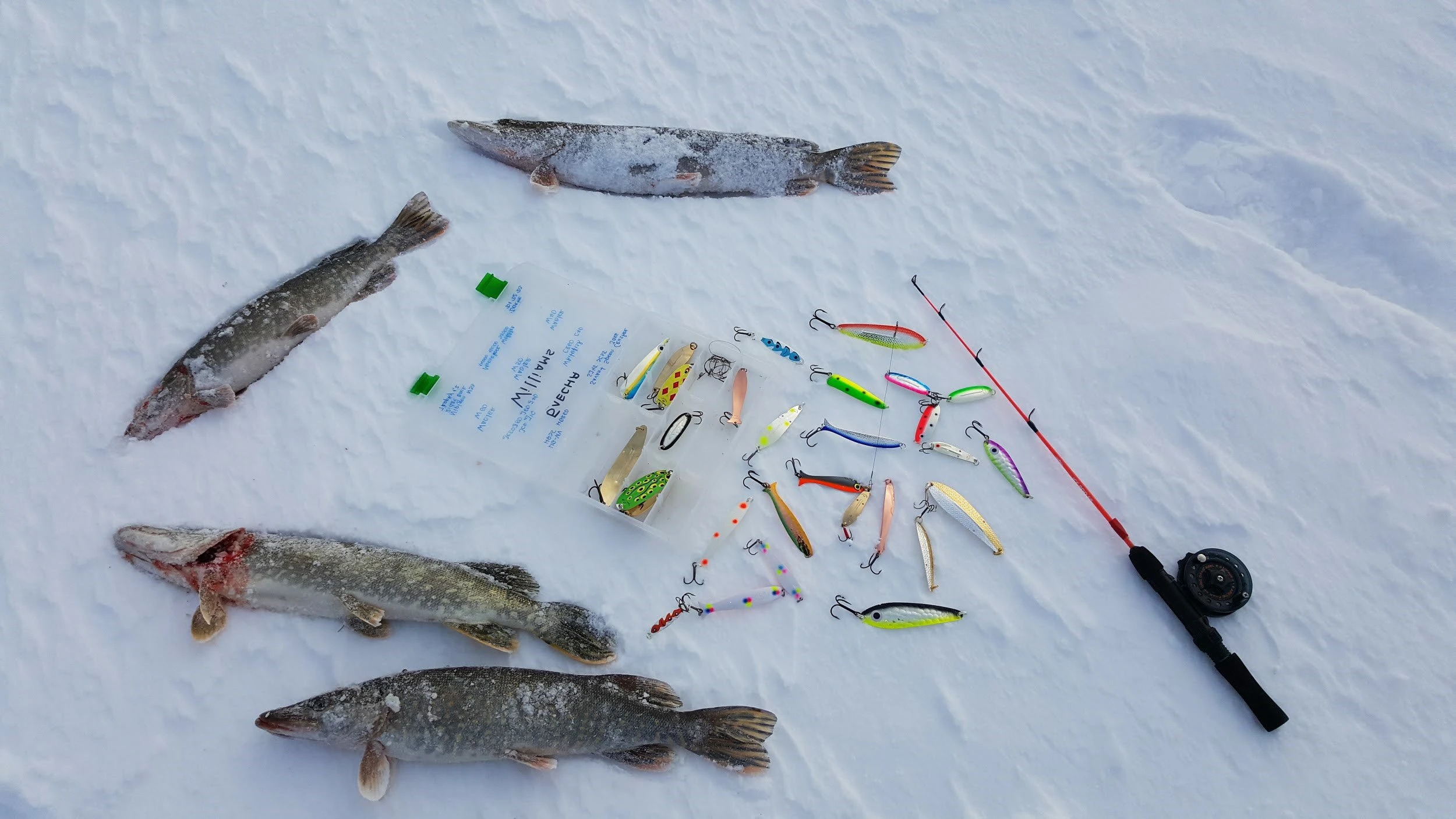 Улов на блесны Williams Wabler