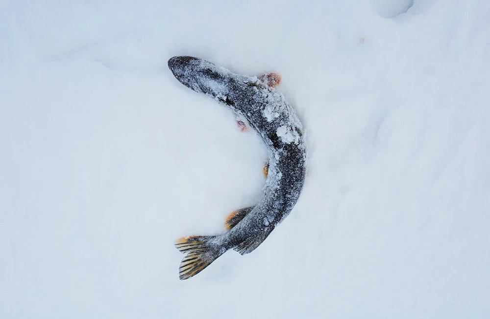 Щука поймана на Williams Wabler W40