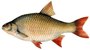 Ловля Красноперки