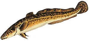 Налим на блесна Williams Whitefish