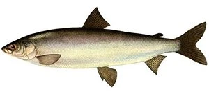 Ловля Омуля на блесна Williams Ridge back