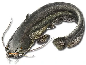 Ловля Сом на блесна Williams Wabler W70