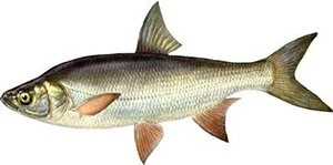 Жерех на блесна Williams