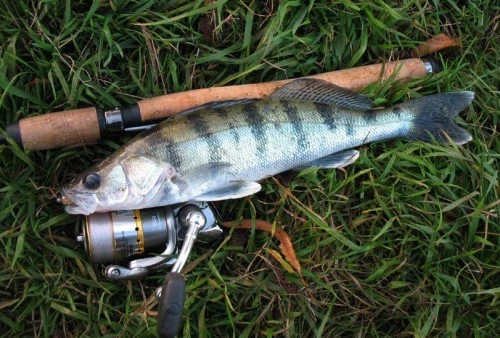 Рыбалка на берша