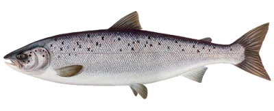 Рыбалка на семгу