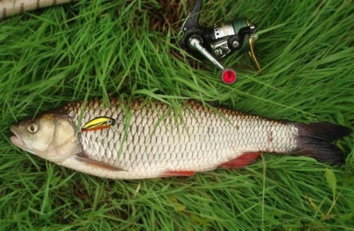 Рыбалка на голавля