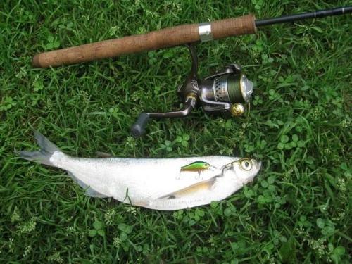 Рыбалка на чехонь