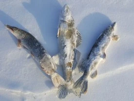 Морозные новогодние каникулы