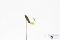 Мормышка МУРАВЕЙ двухголовый КРЫЛО 0,37г оливковый (латунный шарик)