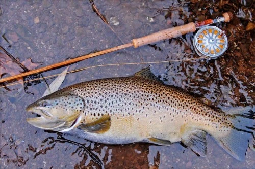 Рыбалка на форель