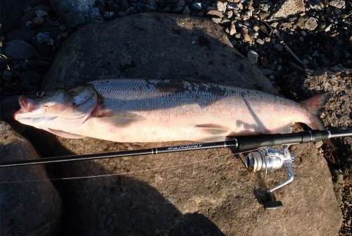 Рыбалка на нельму