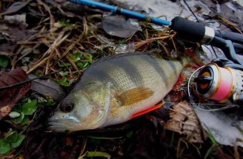 Рыбалка на окуня