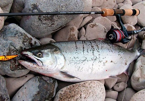 Рыбалка на горбушу