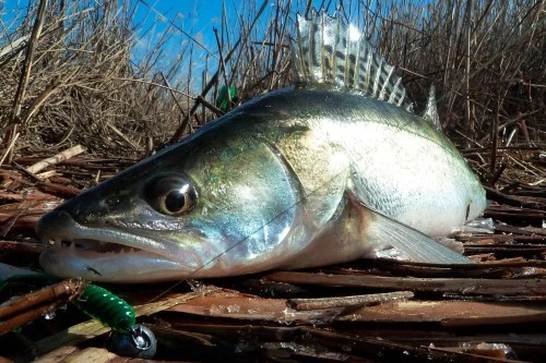 Рыбалка на судака