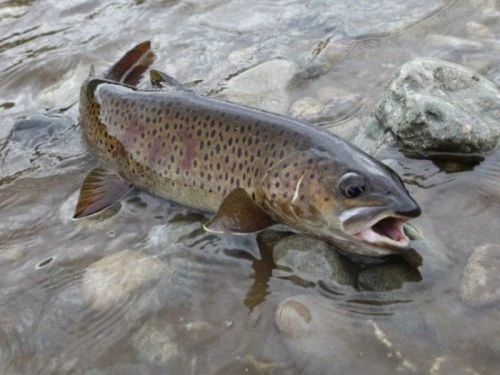 Рыбалка на ленка